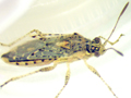 Brachycarenus tigrinus